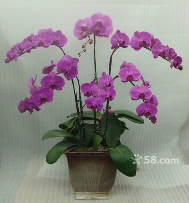 青島禮花傳情，品質服務隨心——58網鄰通專業禮品花卉銷售解決方案